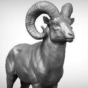 Bighorn sheep muflon model